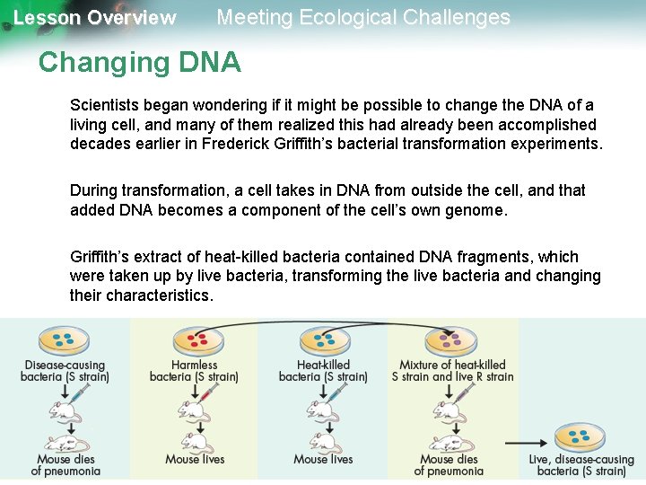 Lesson Overview Meeting Ecological Challenges Changing DNA Scientists began wondering if it might be