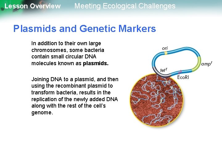 Lesson Overview Meeting Ecological Challenges Plasmids and Genetic Markers In addition to their own