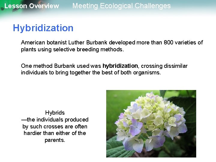 Lesson Overview Meeting Ecological Challenges Hybridization American botanist Luther Burbank developed more than 800
