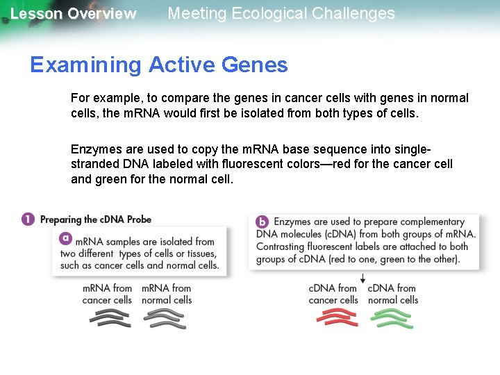 Lesson Overview Meeting Ecological Challenges Examining Active Genes For example, to compare the genes
