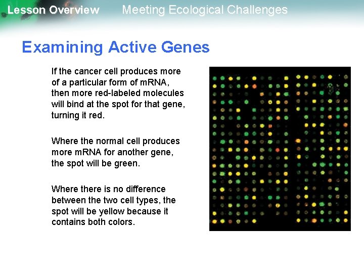 Lesson Overview Meeting Ecological Challenges Examining Active Genes If the cancer cell produces more