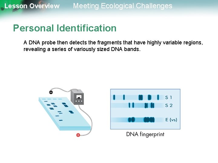 Lesson Overview Meeting Ecological Challenges Personal Identification A DNA probe then detects the fragments