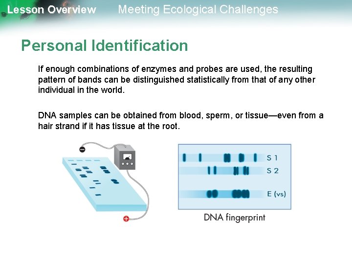 Lesson Overview Meeting Ecological Challenges Personal Identification If enough combinations of enzymes and probes