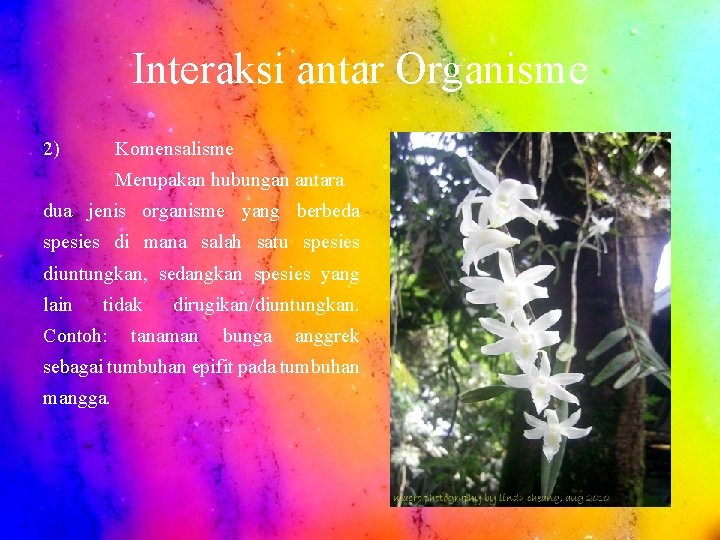 Interaksi antar Organisme 2) Komensalisme Merupakan hubungan antara dua jenis organisme yang berbeda spesies