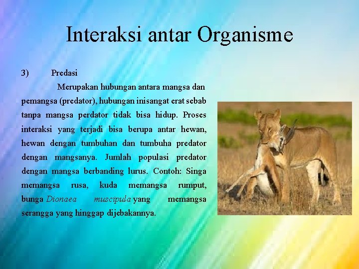 Interaksi antar Organisme 3) Predasi Merupakan hubungan antara mangsa dan pemangsa (predator), hubungan inisangat