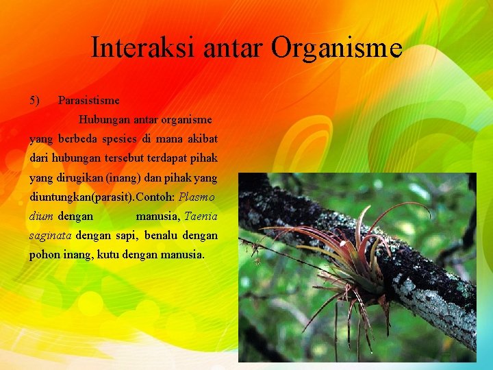 Interaksi antar Organisme 5) Parasistisme Hubungan antar organisme yang berbeda spesies di mana akibat