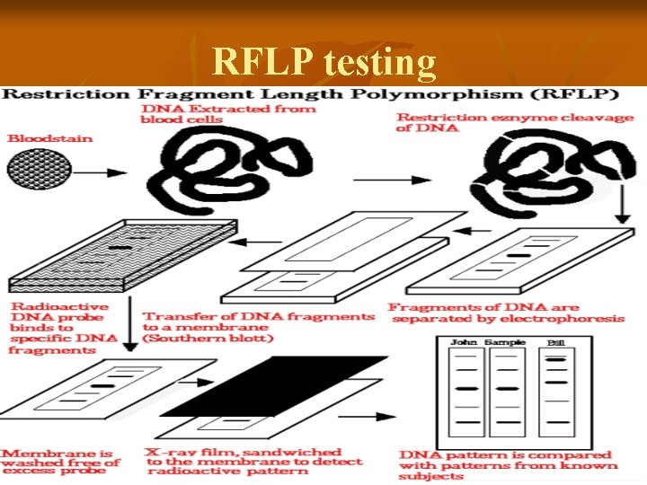 RFLP testing 