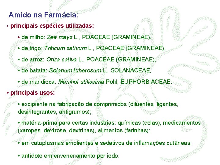 Amido na Farmácia: • principais espécies utilizadas: • de milho: Zea mays L. ,