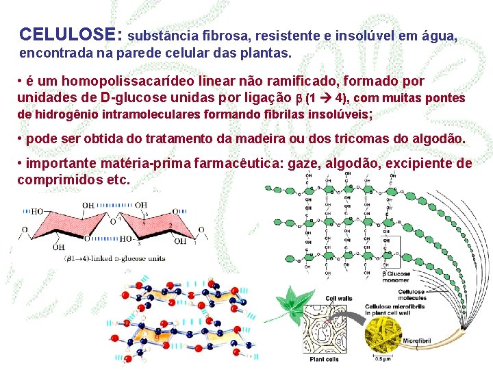 CELULOSE: substância fibrosa, resistente e insolúvel em água, encontrada na parede celular das plantas.