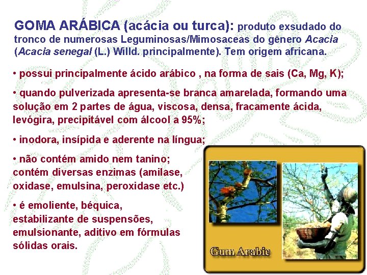 GOMA ARÁBICA (acácia ou turca): produto exsudado do tronco de numerosas Leguminosas/Mimosaceas do gênero