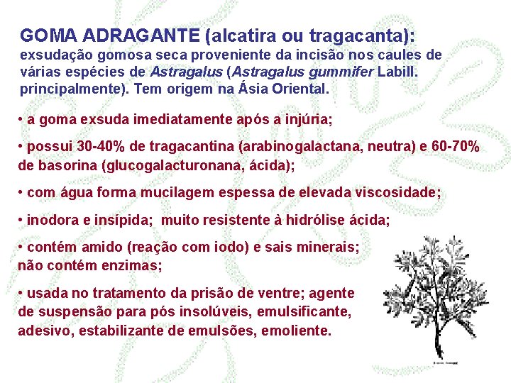 GOMA ADRAGANTE (alcatira ou tragacanta): exsudação gomosa seca proveniente da incisão nos caules de