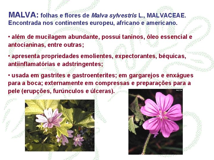 MALVA: folhas e flores de Malva sylvestris L. , MALVACEAE. Encontrada nos continentes europeu,