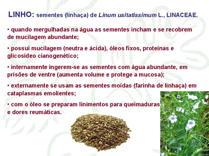 LINHO: sementes (linhaça) de Linum usitatissimum L. , LINACEAE. • quando mergulhadas na água