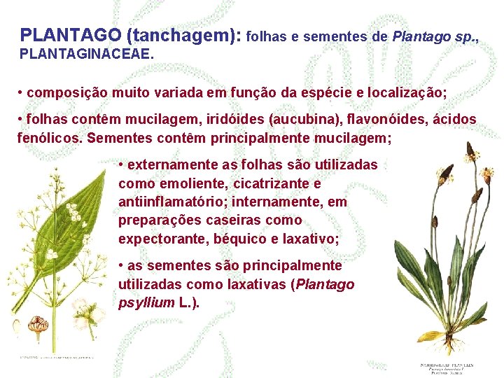 PLANTAGO (tanchagem): folhas e sementes de Plantago sp. , PLANTAGINACEAE. • composição muito variada