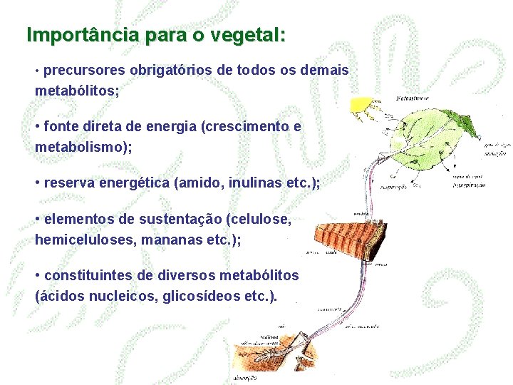 Importância para o vegetal: • precursores obrigatórios de todos os demais metabólitos; • fonte