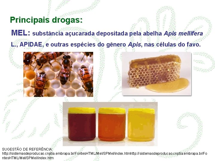 Principais drogas: MEL: substância açucarada depositada pela abelha Apis mellifera L. , APIDAE, e