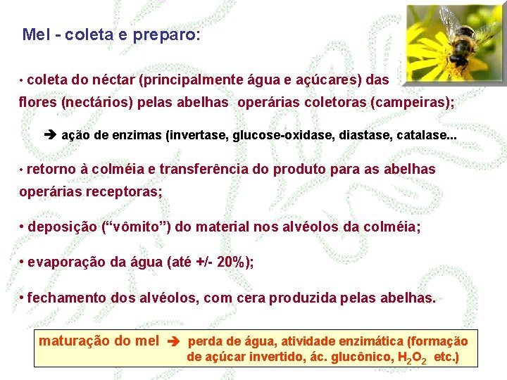 Mel - coleta e preparo: • coleta do néctar (principalmente água e açúcares) das