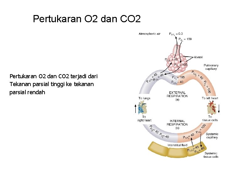 Pertukaran O 2 dan CO 2 terjadi dari Tekanan parsial tinggi ke tekanan parsial