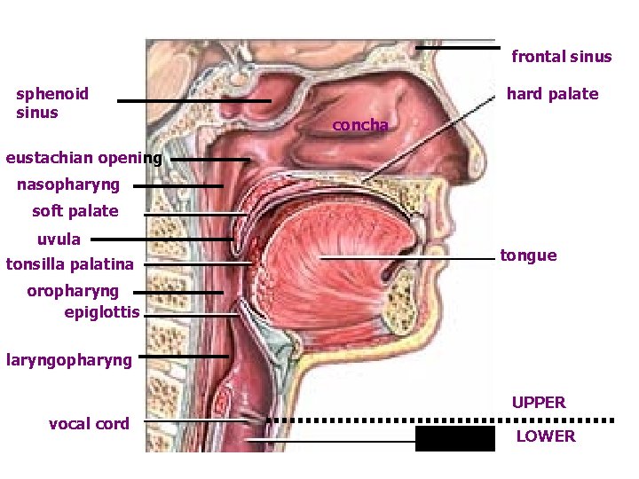 frontal sinus sphenoid sinus hard palate concha eustachian opening nasopharyng soft palate uvula tongue