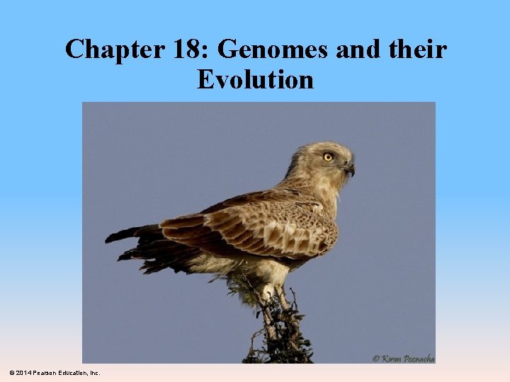 Chapter 18: Genomes and their Evolution © 2014 Pearson Education, Inc. 