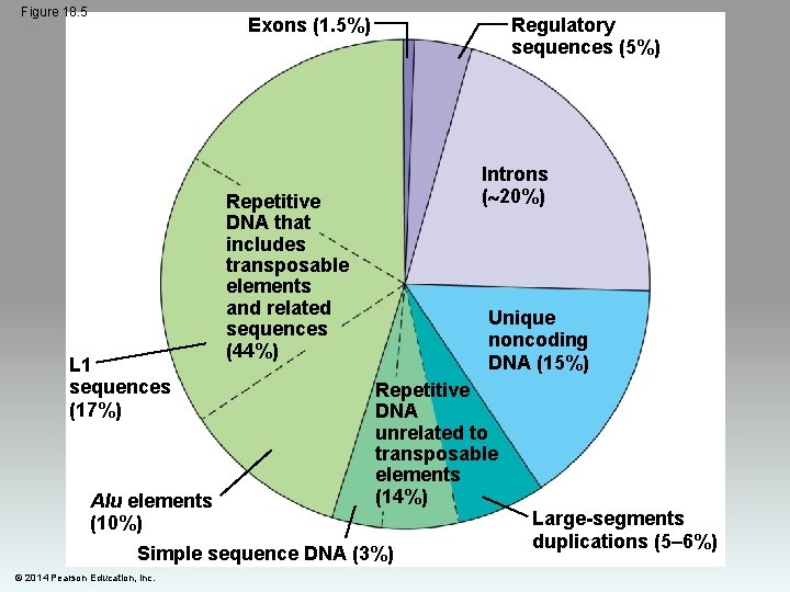 Figure 18. 5 Exons (1. 5%) L 1 sequences (17%) Alu elements (10%) Regulatory