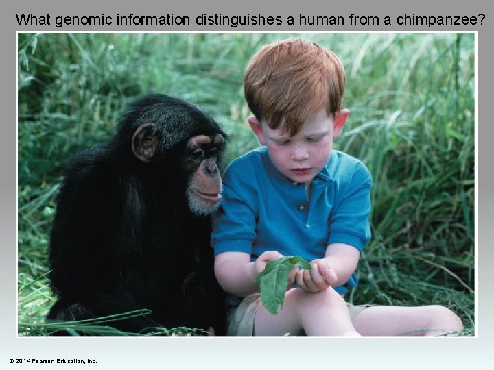 What genomic information distinguishes a human from a chimpanzee? © 2014 Pearson Education, Inc.