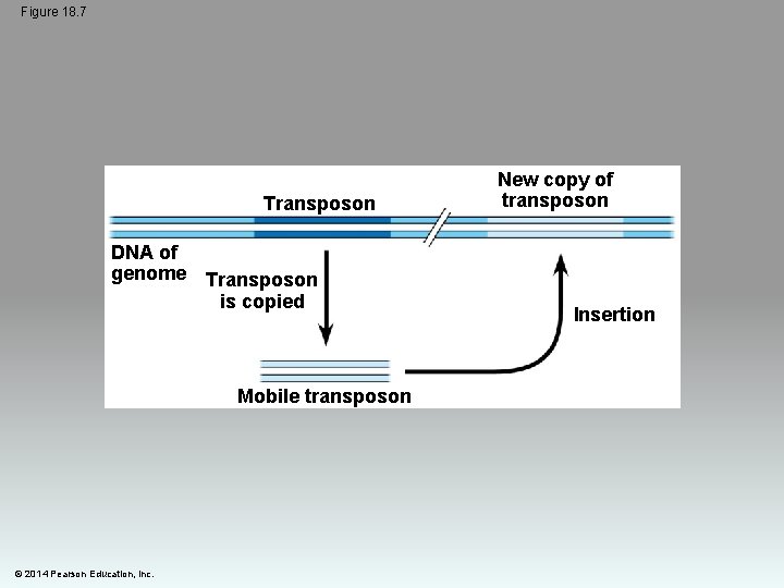 Figure 18. 7 Transposon DNA of genome Transposon is copied Mobile transposon © 2014