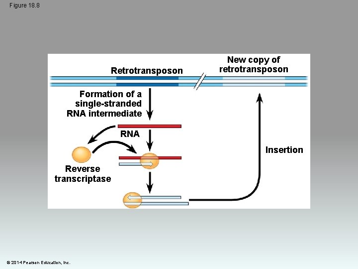 Figure 18. 8 Retrotransposon New copy of retrotransposon Formation of a single-stranded RNA intermediate