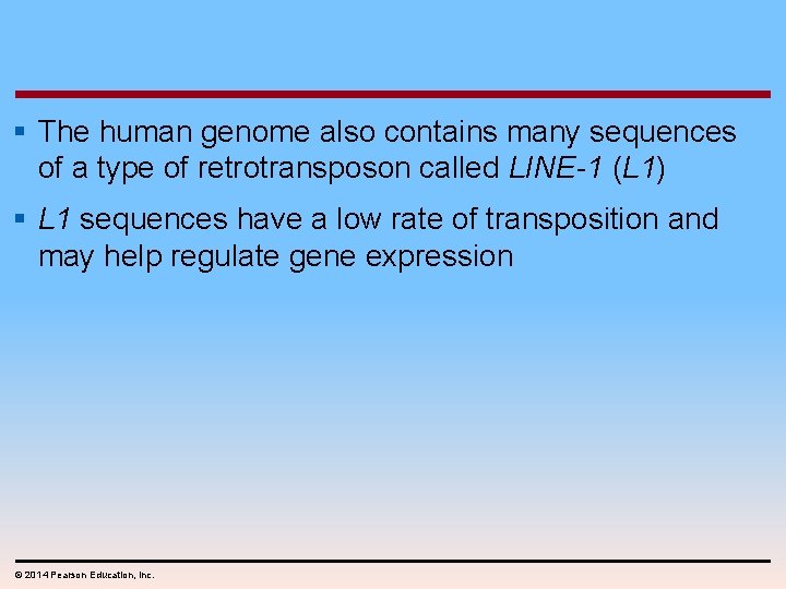 § The human genome also contains many sequences of a type of retrotransposon called