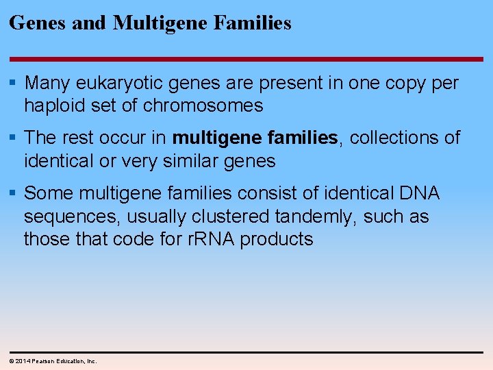 Genes and Multigene Families § Many eukaryotic genes are present in one copy per