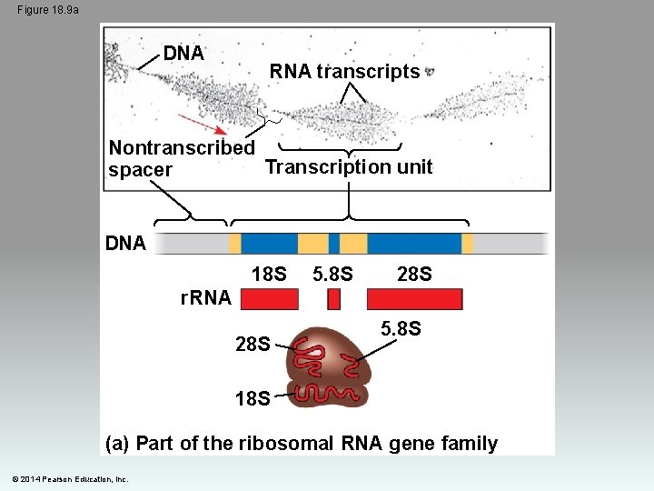 Figure 18. 9 a DNA RNA transcripts Nontranscribed Transcription unit spacer DNA 18 S