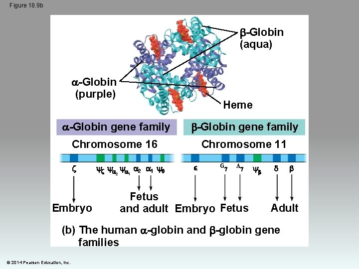 Figure 18. 9 b -Globin (aqua) -Globin (purple) Heme -Globin gene family Chromosome 16