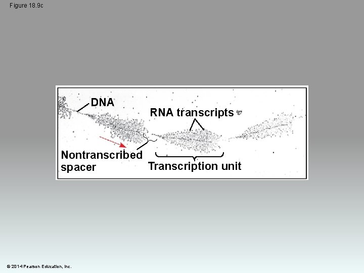 Figure 18. 9 c DNA RNA transcripts Nontranscribed Transcription unit spacer © 2014 Pearson