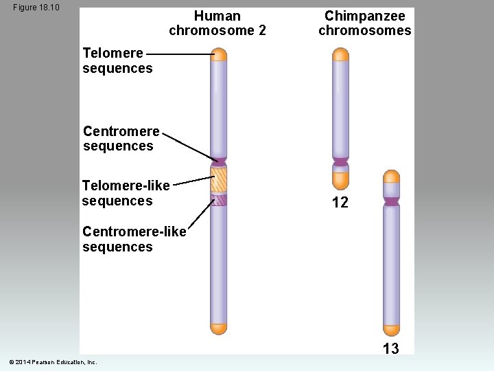 Figure 18. 10 Human chromosome 2 Chimpanzee chromosomes Telomere sequences Centromere sequences Telomere-like sequences