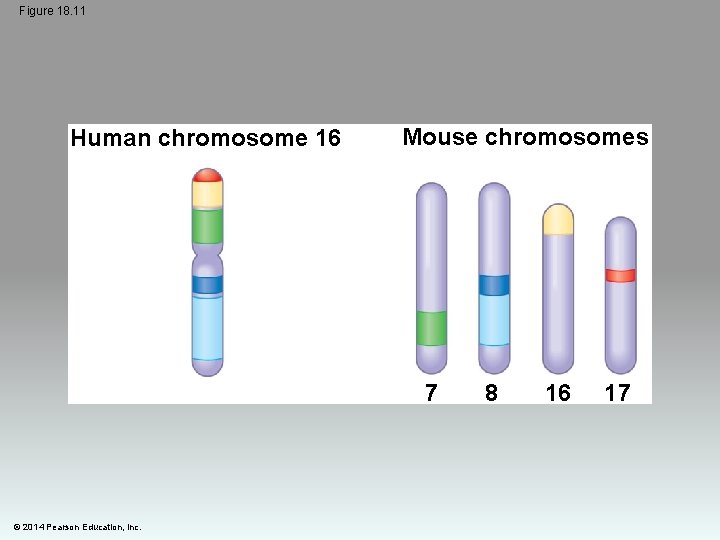 Figure 18. 11 Human chromosome 16 Mouse chromosomes 7 © 2014 Pearson Education, Inc.