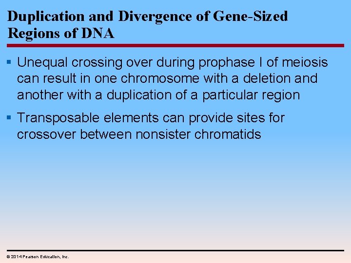 Duplication and Divergence of Gene-Sized Regions of DNA § Unequal crossing over during prophase