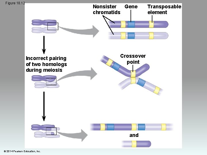 Figure 18. 12 Nonsister Gene chromatids Incorrect pairing of two homologs during meiosis Crossover