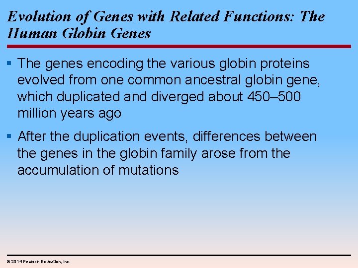 Evolution of Genes with Related Functions: The Human Globin Genes § The genes encoding