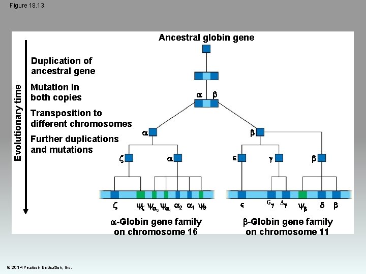 Figure 18. 13 Ancestral globin gene Mutation in both copies Further duplications and mutations