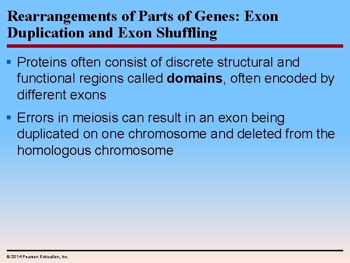 Rearrangements of Parts of Genes: Exon Duplication and Exon Shuffling § Proteins often consist