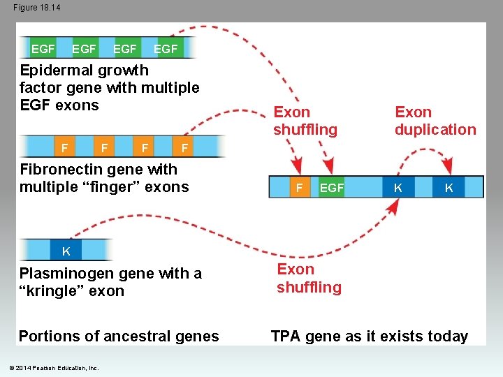 Figure 18. 14 EGF EGF Epidermal growth factor gene with multiple EGF exons F