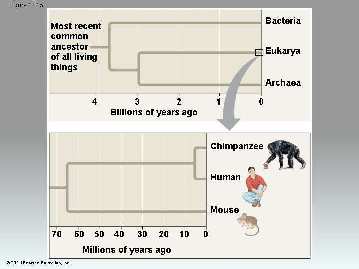 Figure 18. 15 Bacteria Most recent common ancestor of all living things Eukarya Archaea