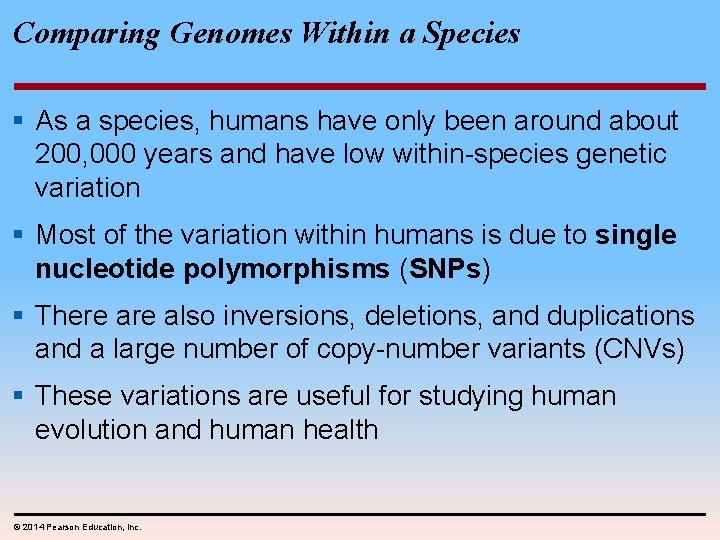 Comparing Genomes Within a Species § As a species, humans have only been around