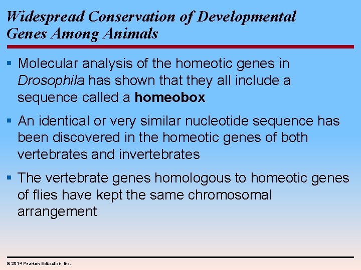 Widespread Conservation of Developmental Genes Among Animals § Molecular analysis of the homeotic genes