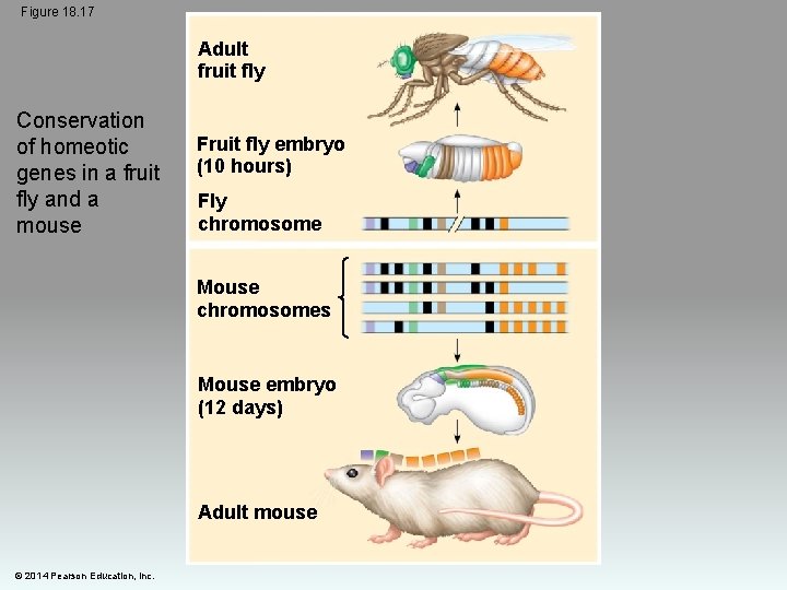 Figure 18. 17 Adult fruit fly Conservation of homeotic genes in a fruit fly