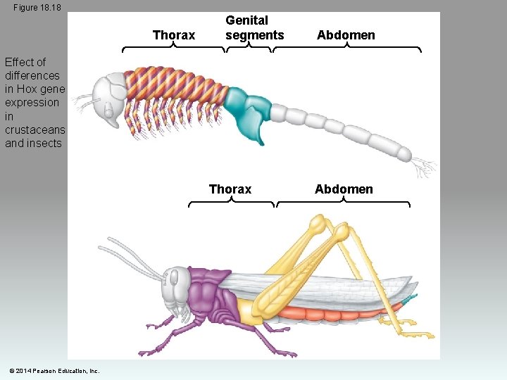 Figure 18. 18 Thorax Genital segments Abdomen Effect of differences in Hox gene expression