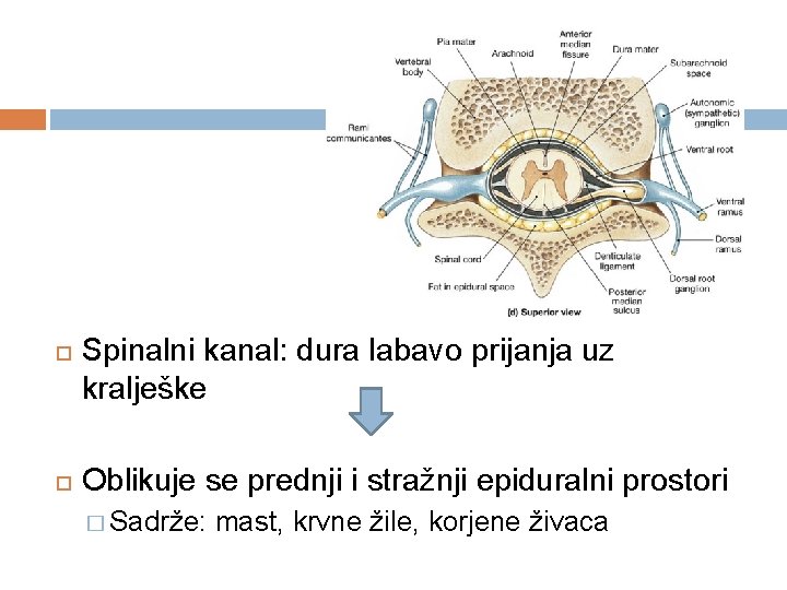  Spinalni kanal: dura labavo prijanja uz kralješke Oblikuje se prednji i stražnji epiduralni