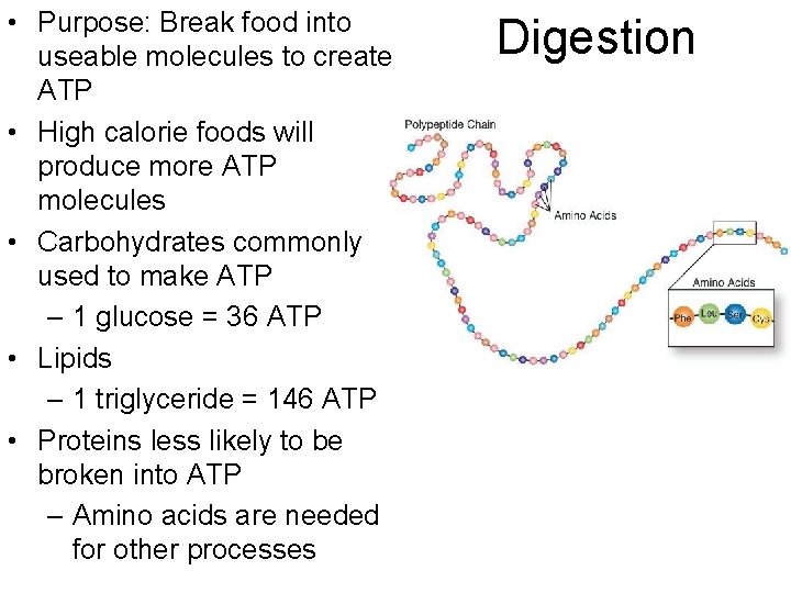  • Purpose: Break food into useable molecules to create ATP • High calorie