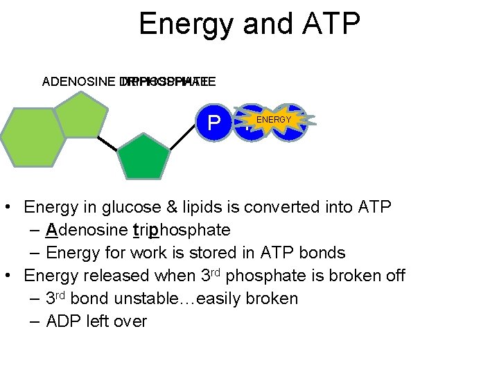 Energy and ATP ADENOSINE DIPHOSPHATE TRIPHOSPHATE P P P ENERGY • Energy in glucose