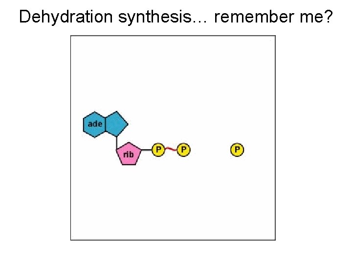 Dehydration synthesis… remember me? 